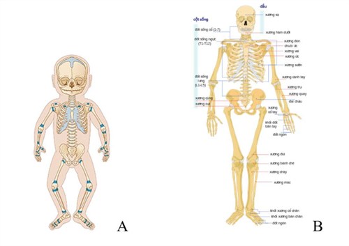 Cách thức phát triển chiều cao ở trẻ em